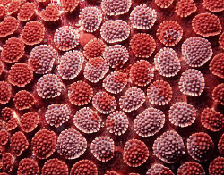 Seastar surface, Clovelly by Doug Anderson 